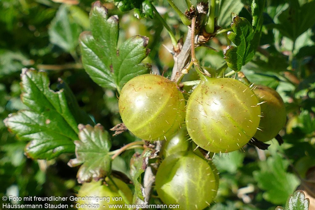 Stachelbeere grün 'Mucurines' (Ribes uva-crispa  II)