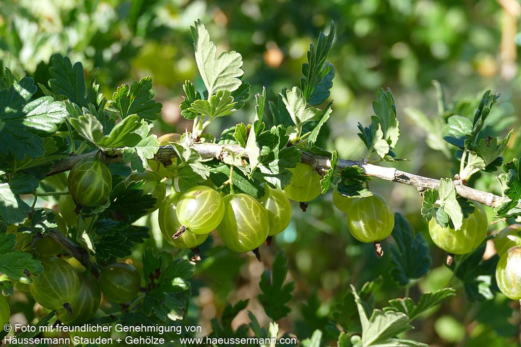 Stachelbeere grün 'Mucurines' (Ribes uva-crispa  II)