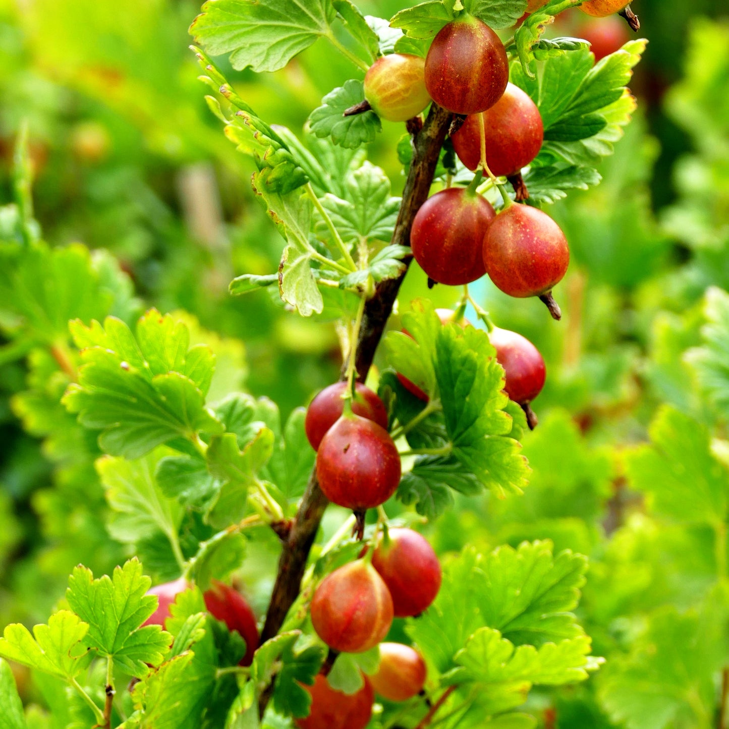 Stachelbeere rot 'Spinefree' (Ribes uva-crispa II)