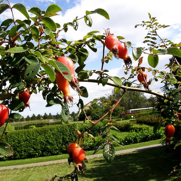 Stacheldraht-Rose 'Macrocarpa' (Rosa sweginzowii STR V)