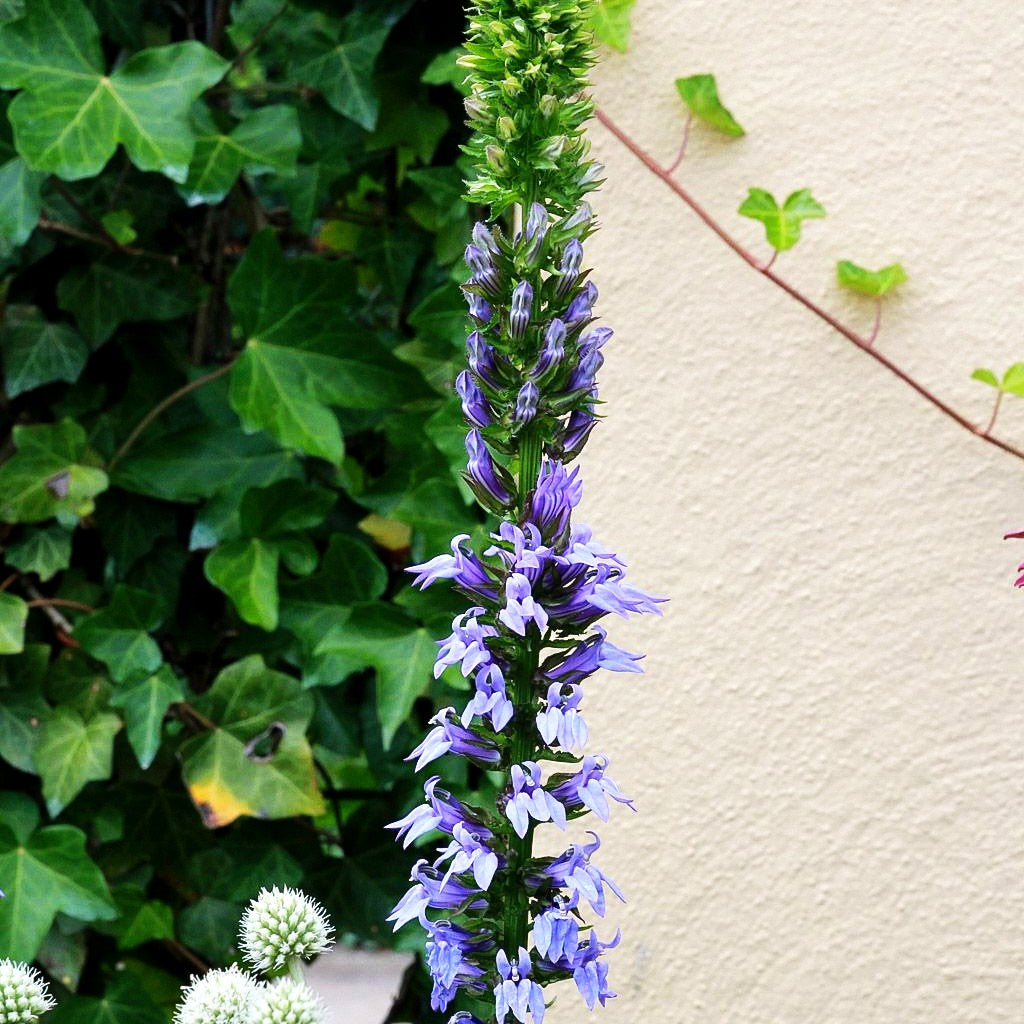 Stauden-Lobelie 'Blaue Auslese' (Lobelia siphilitica)