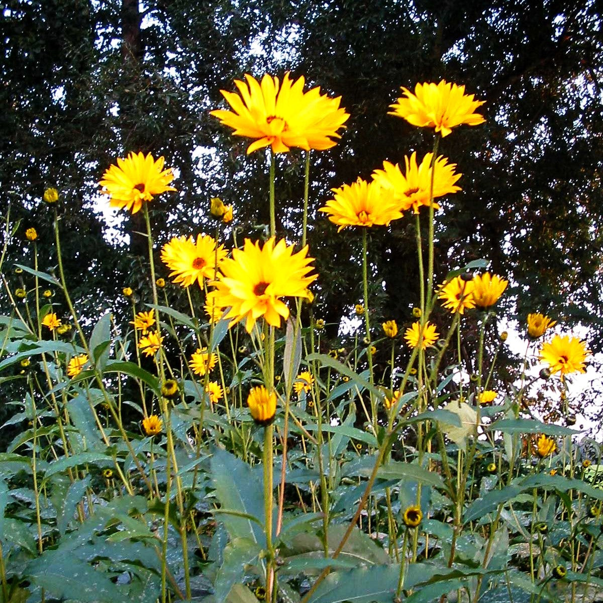Stauden-Sonnenblume 'Giganteus' (Helianthus atrorubens)