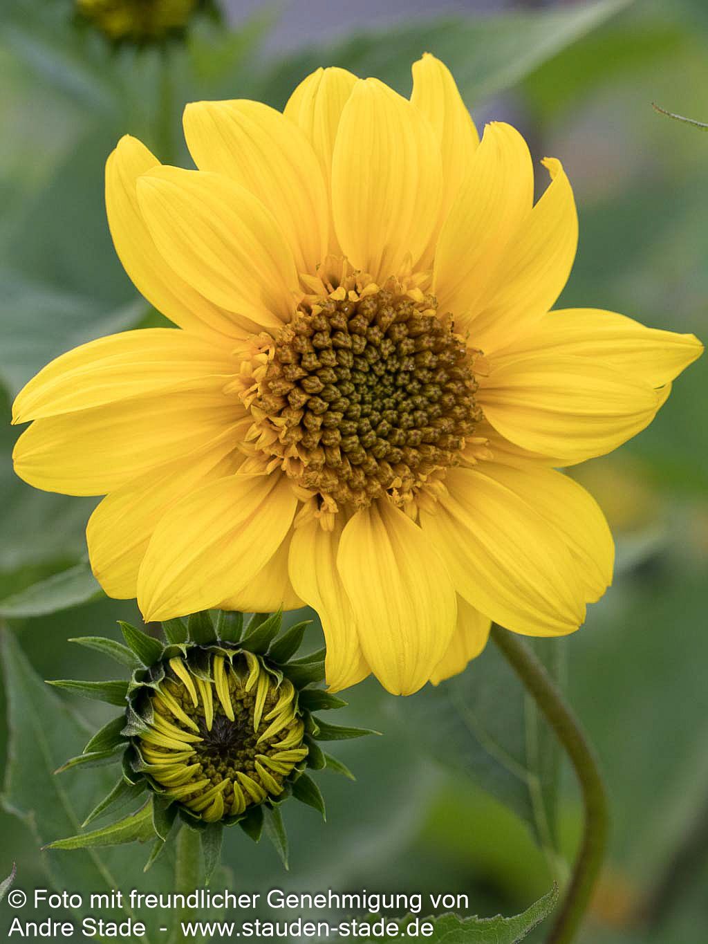 Stauden-Sonnenblume 'Meteor' (Helianthus decapetalus)