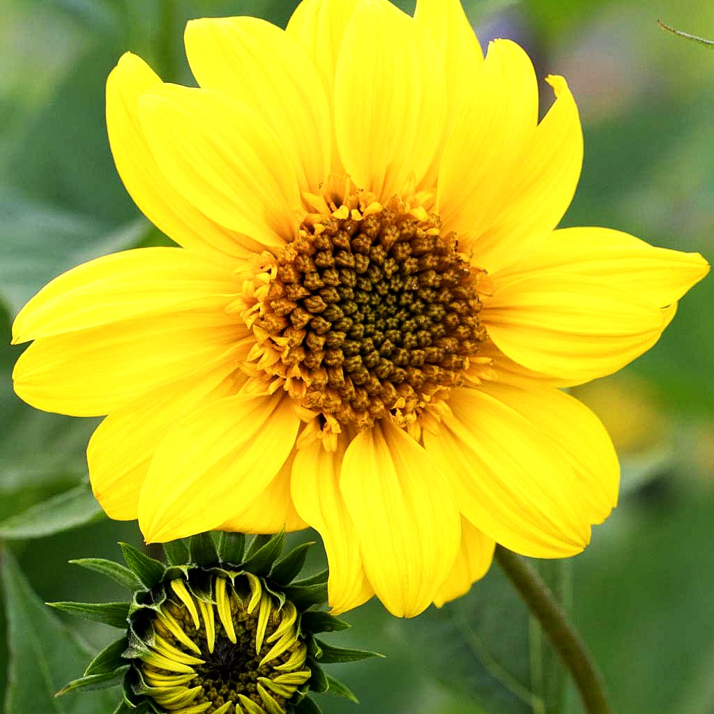 Stauden-Sonnenblume 'Meteor' (Helianthus decapetalus)
