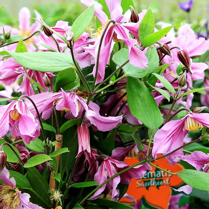 Staudige Waldrebe 'Sweetheart' (Clematis x cult.)