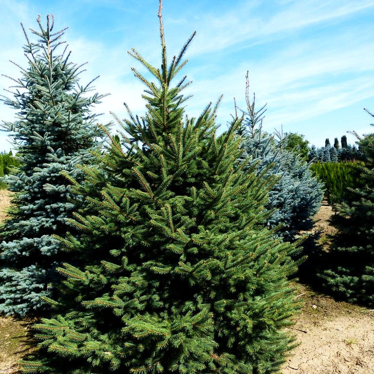 Stech-Fichte (Picea pungens)