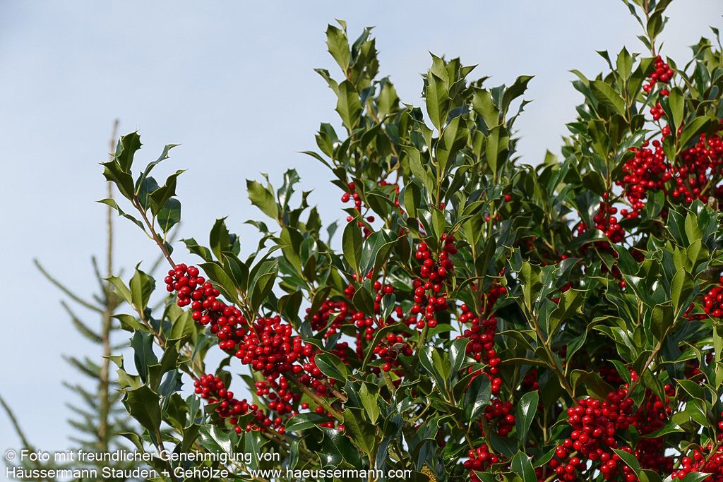 Stechpalme 'Alaska' (Ilex aquifolium)