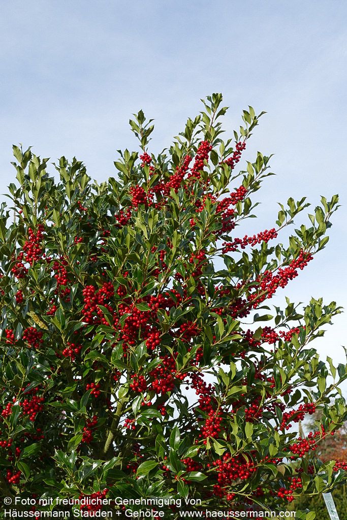 Stechpalme 'Alaska' (Ilex aquifolium)