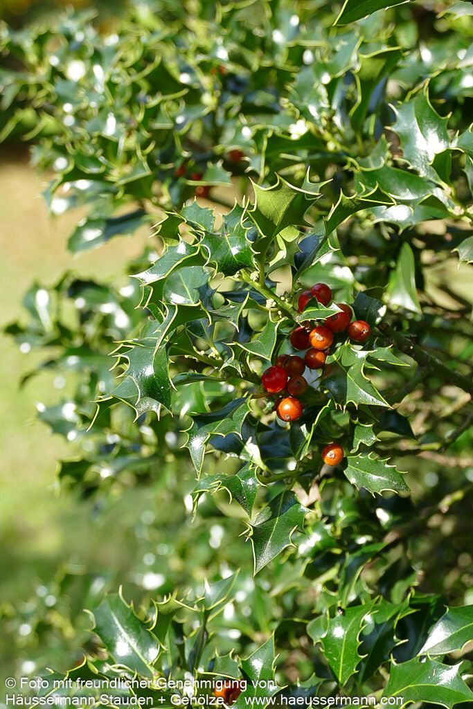 Stechpalme 'Alaska' (Ilex aquifolium)
