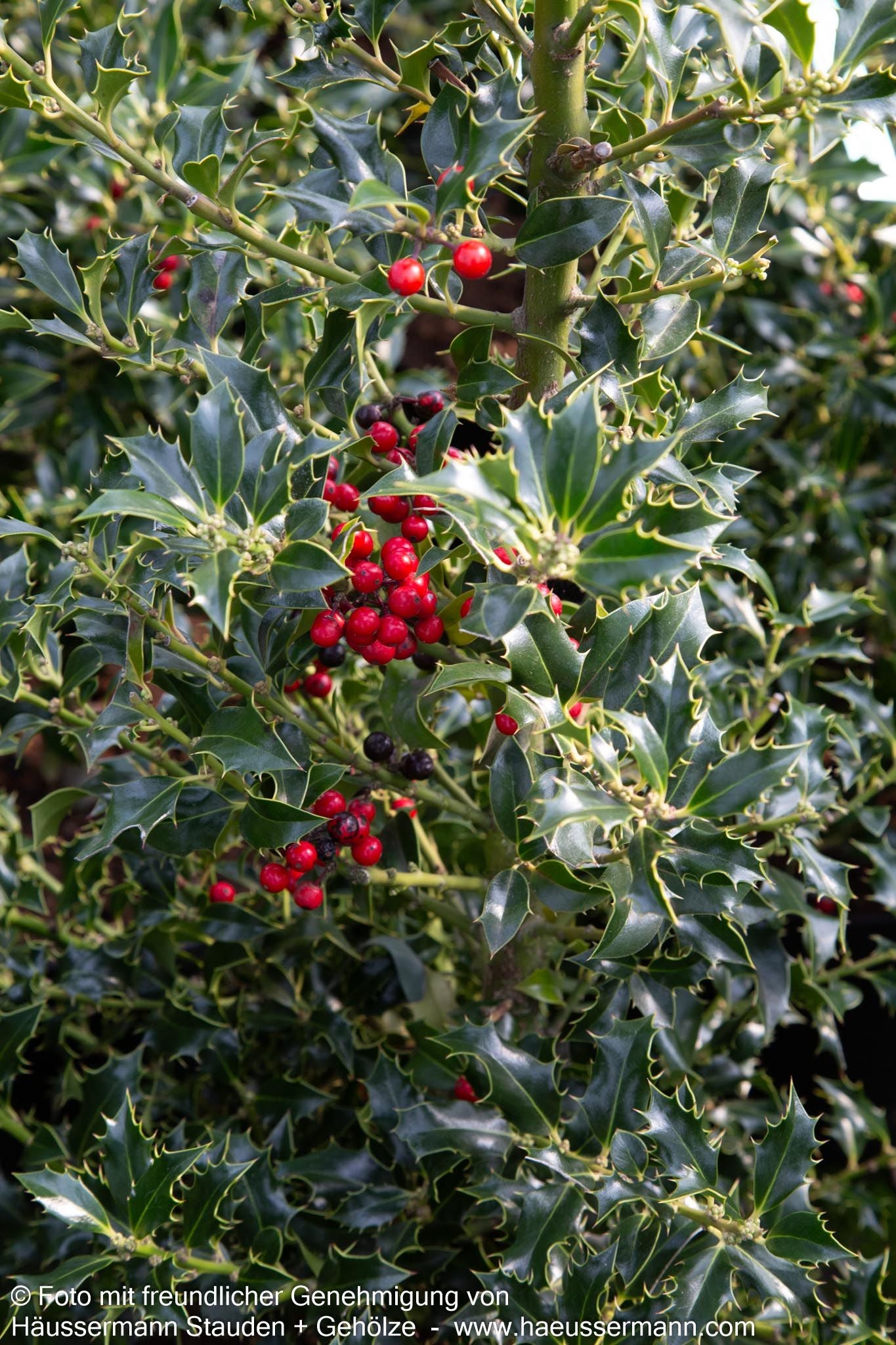 Stechpalme 'Alaska' (Ilex aquifolium)