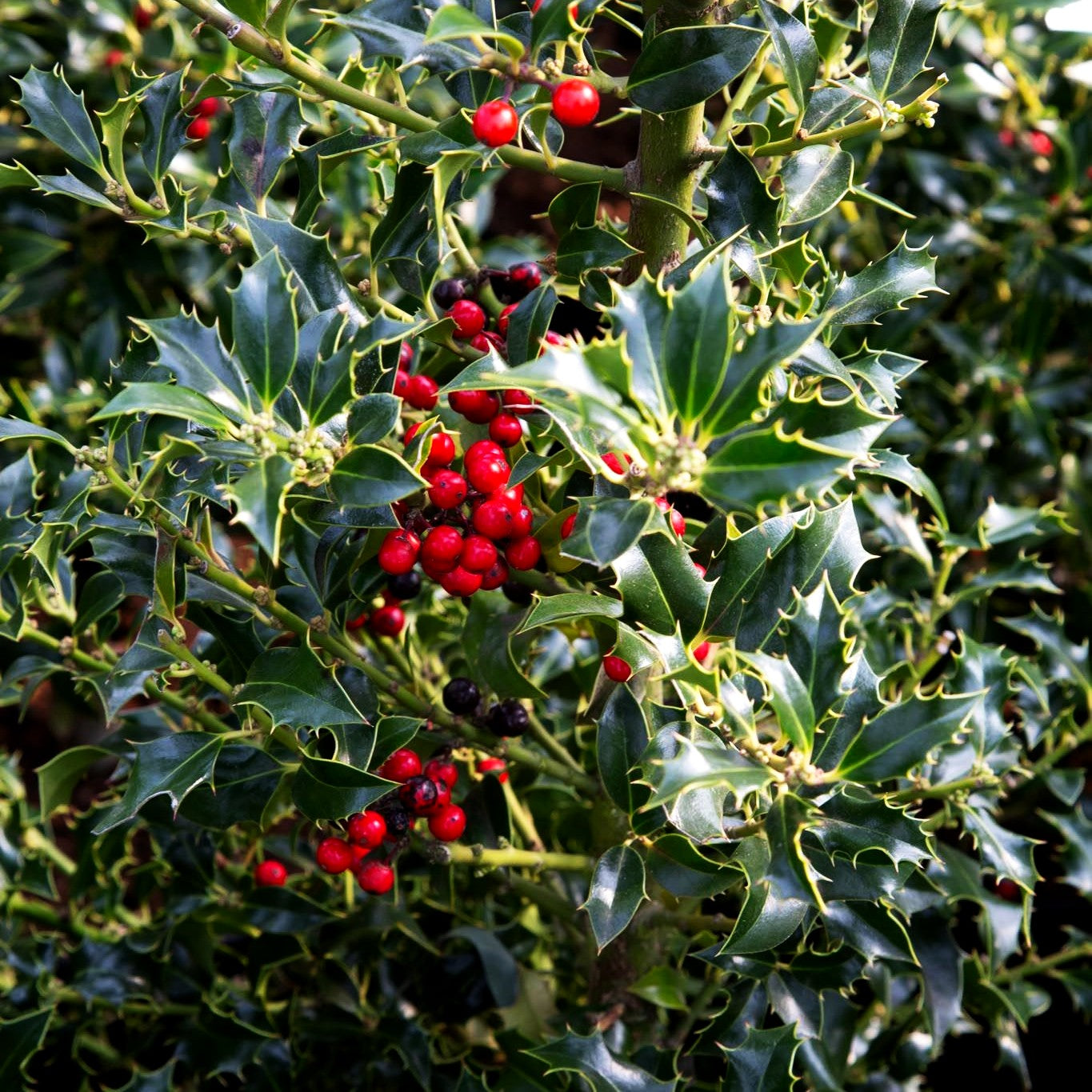 Stechpalme 'Alaska' (Ilex aquifolium)