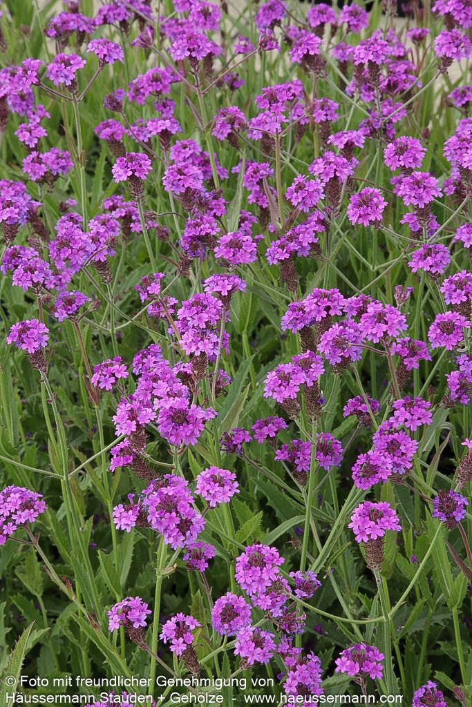 Steifes Eisenkraut (Verbena rigida)
