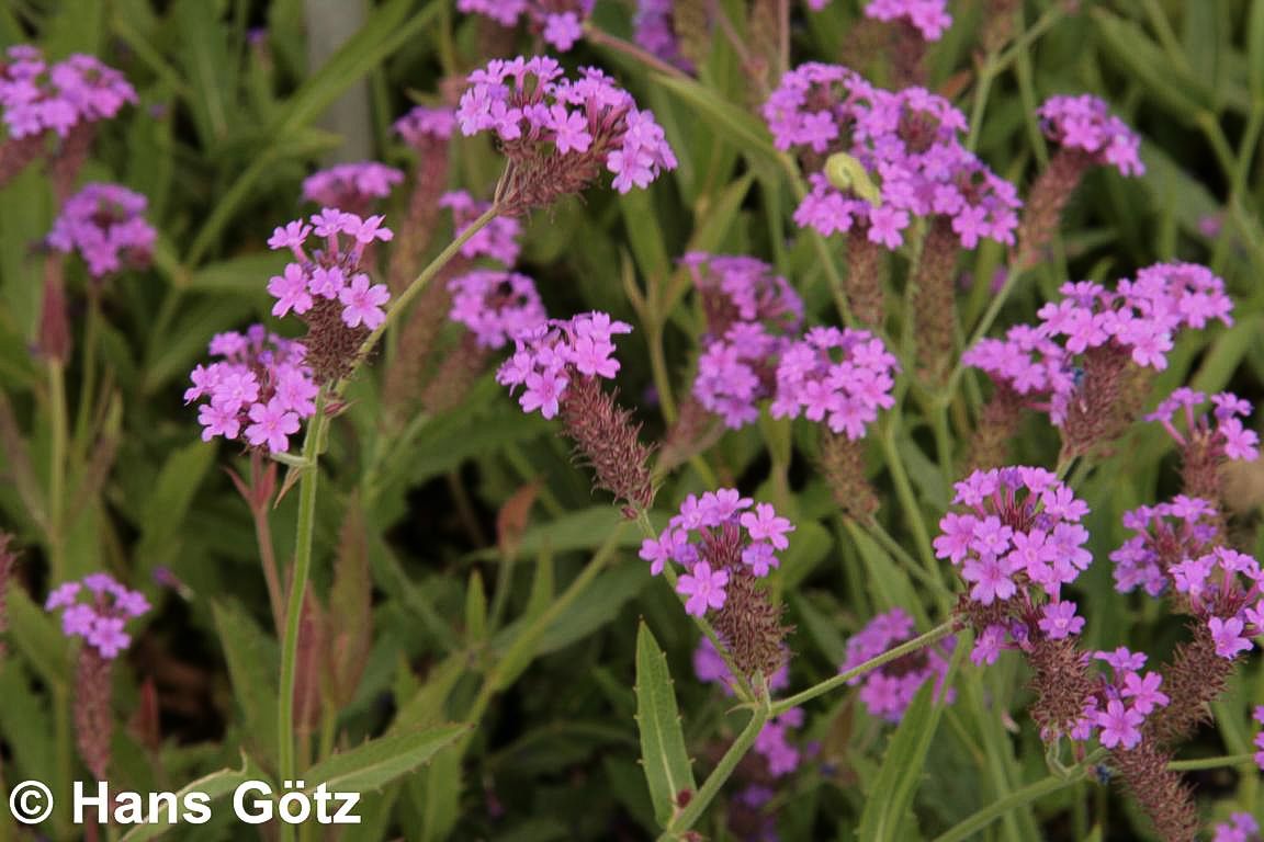 Steifes Eisenkraut (Verbena rigida)