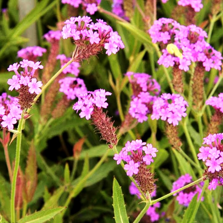 Steifes Eisenkraut (Verbena rigida)