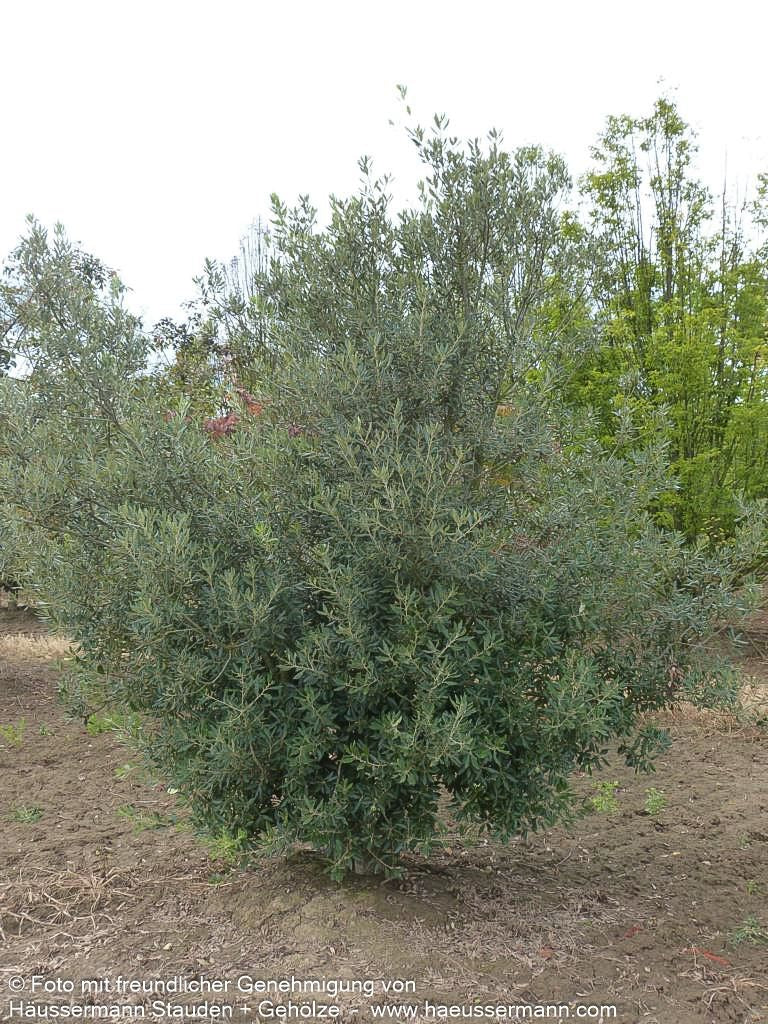Stein-Eiche (Quercus ilex)