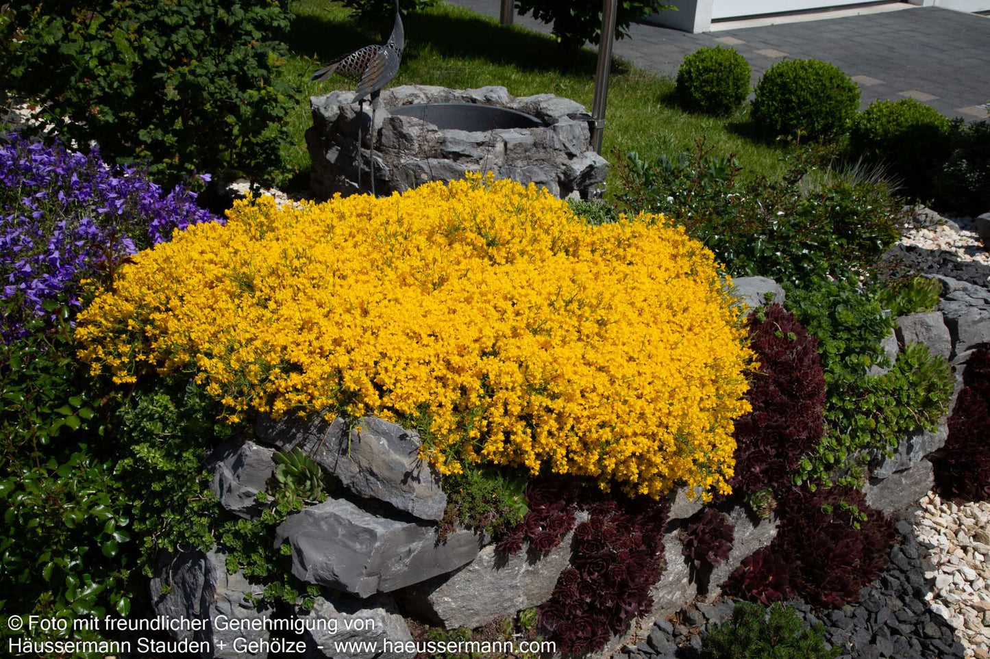 Stein-Ginster (Genista lydia)