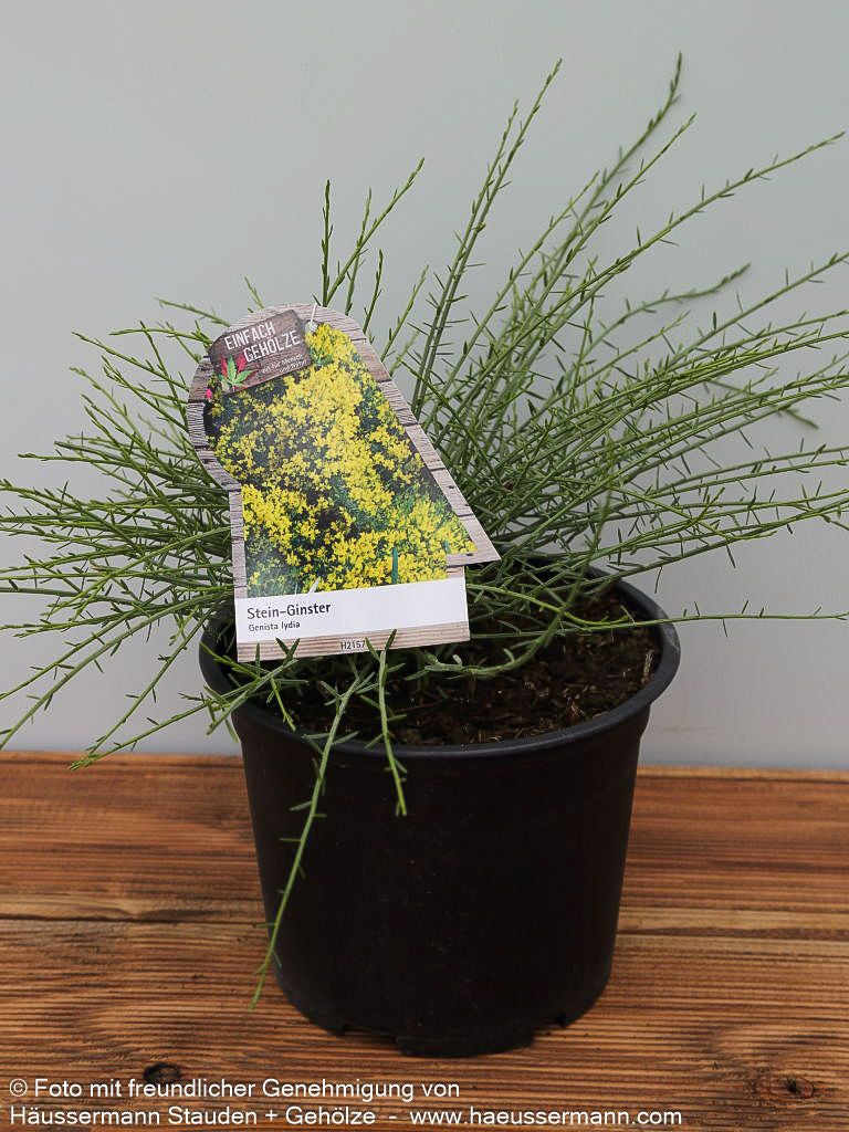 Stein-Ginster (Genista lydia)