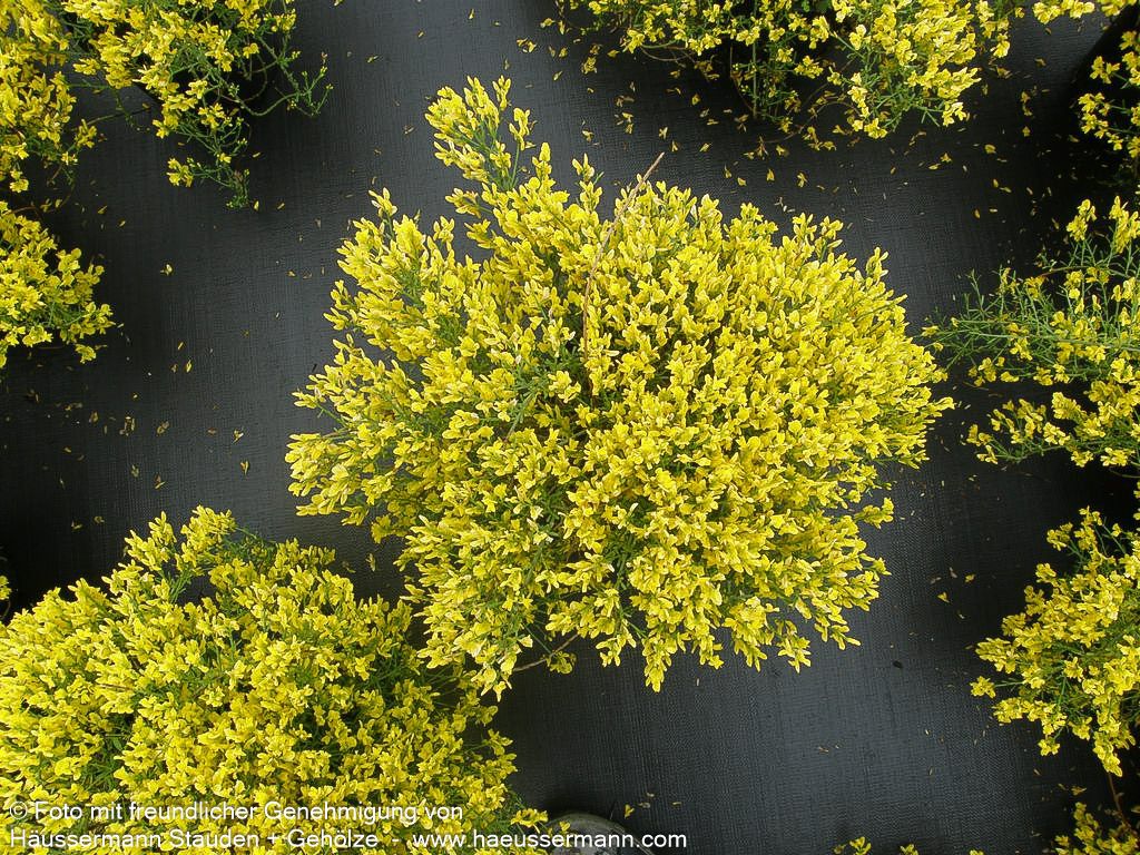 Stein-Ginster (Genista lydia)