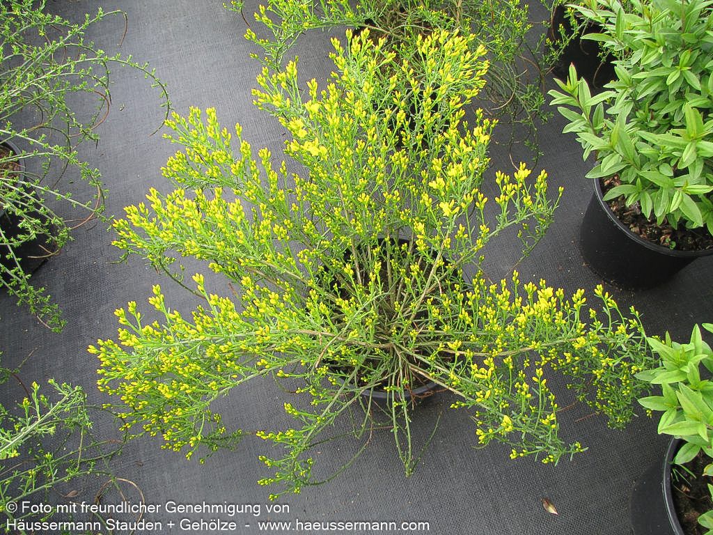 Stein-Ginster (Genista lydia)