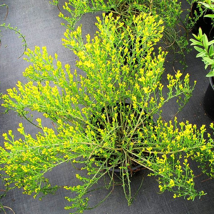 Stein-Ginster (Genista lydia)