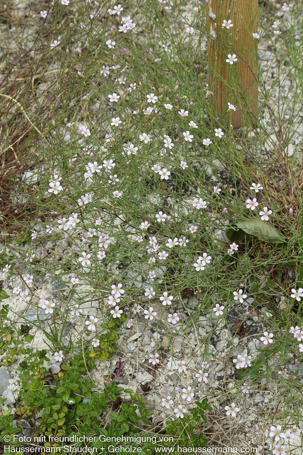 Steinbrech-Felsennelke (Petrorhagia saxifraga)