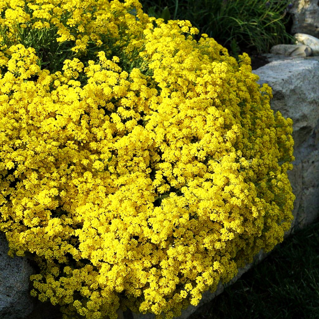 Steinkraut 'Compactum' (Alyssum saxatile)
