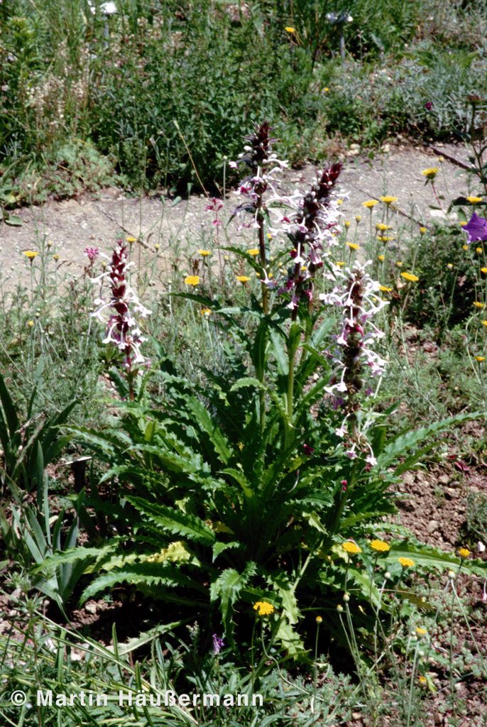 Steppendistel (Morina longifolia)