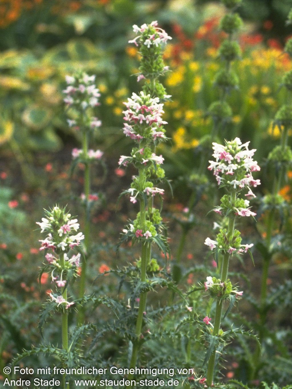 Steppendistel (Morina longifolia)