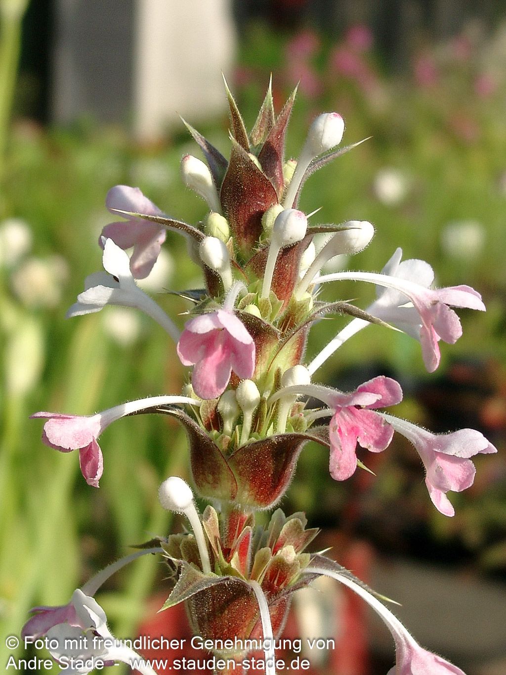 Steppendistel (Morina longifolia)