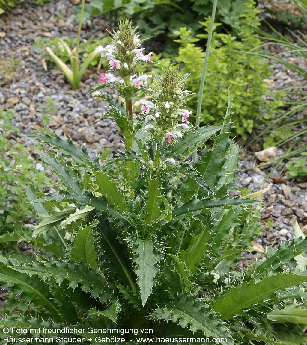 Steppendistel (Morina longifolia)