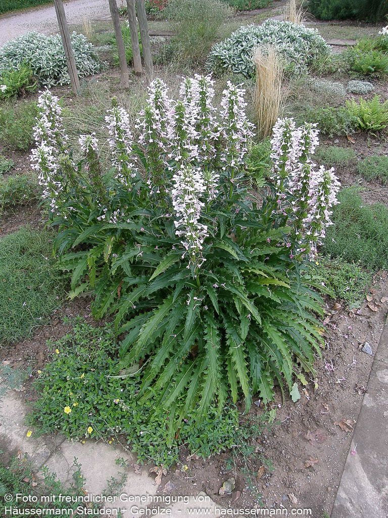 Steppendistel (Morina longifolia)