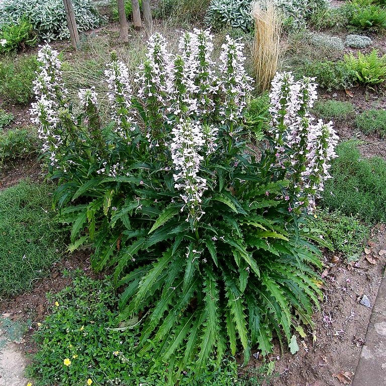 Steppendistel (Morina longifolia)