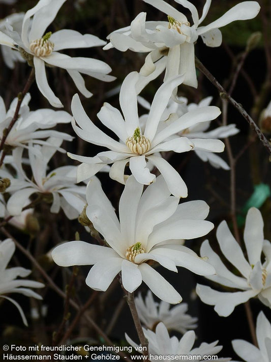 Stern-Magnolie (Magnolia stellata)