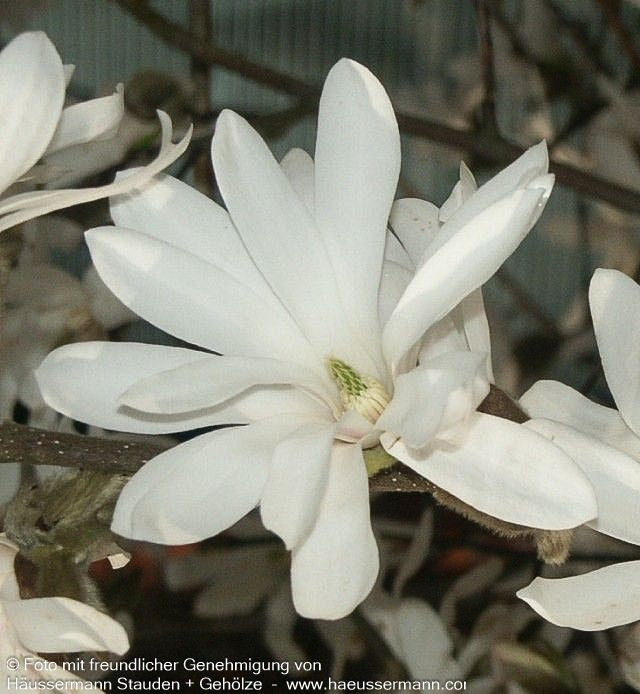 Stern-Magnolie (Magnolia stellata)
