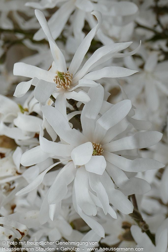 Stern-Magnolie (Magnolia stellata)