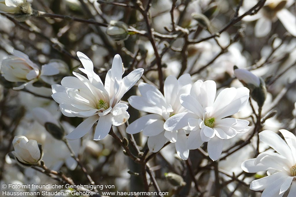 Stern-Magnolie (Magnolia stellata)