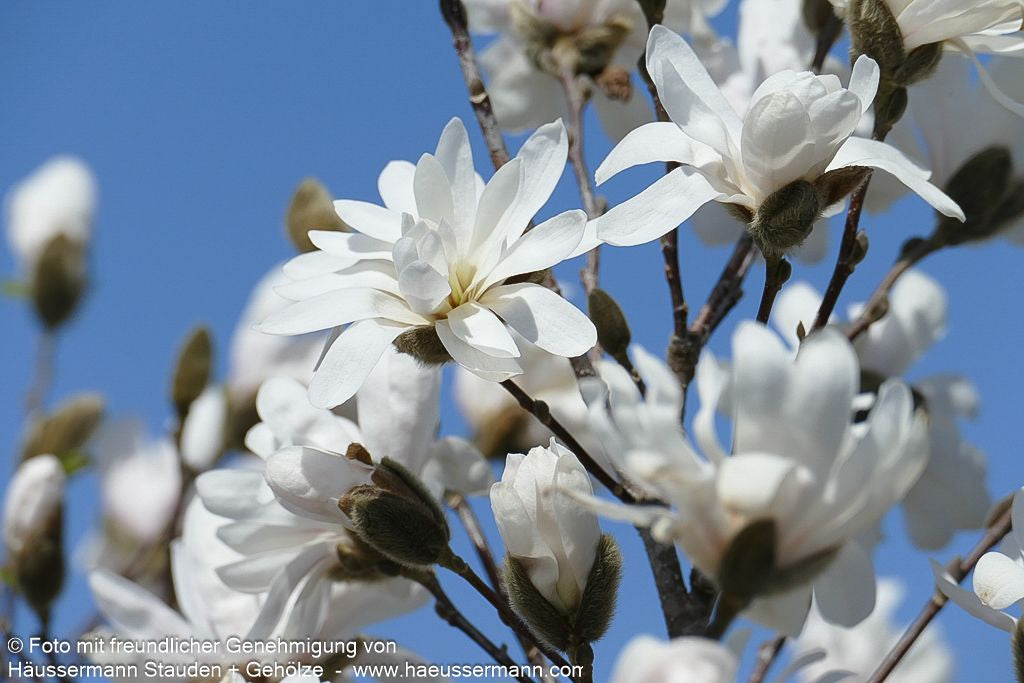 Stern-Magnolie (Magnolia stellata)