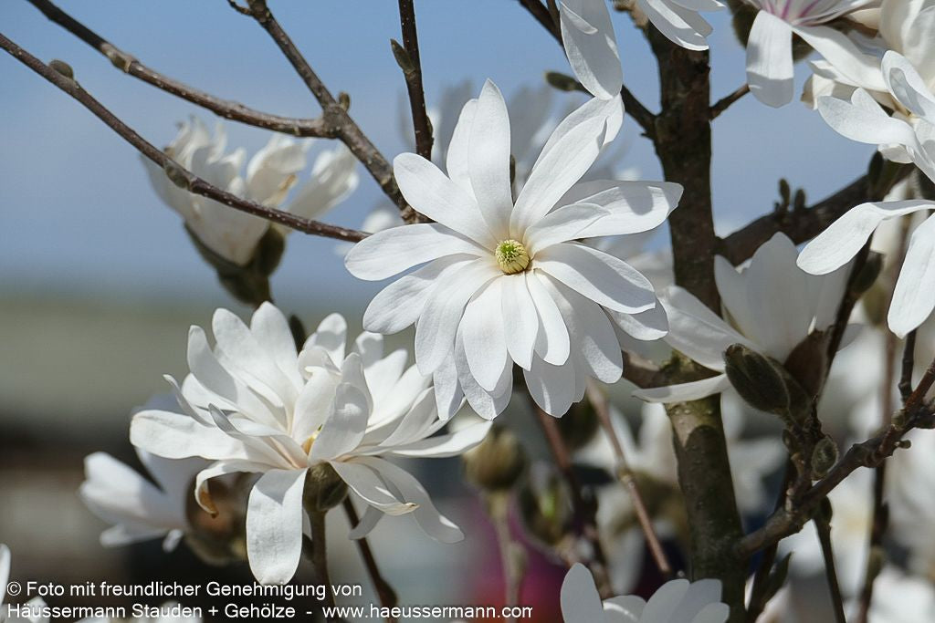 Stern-Magnolie (Magnolia stellata)