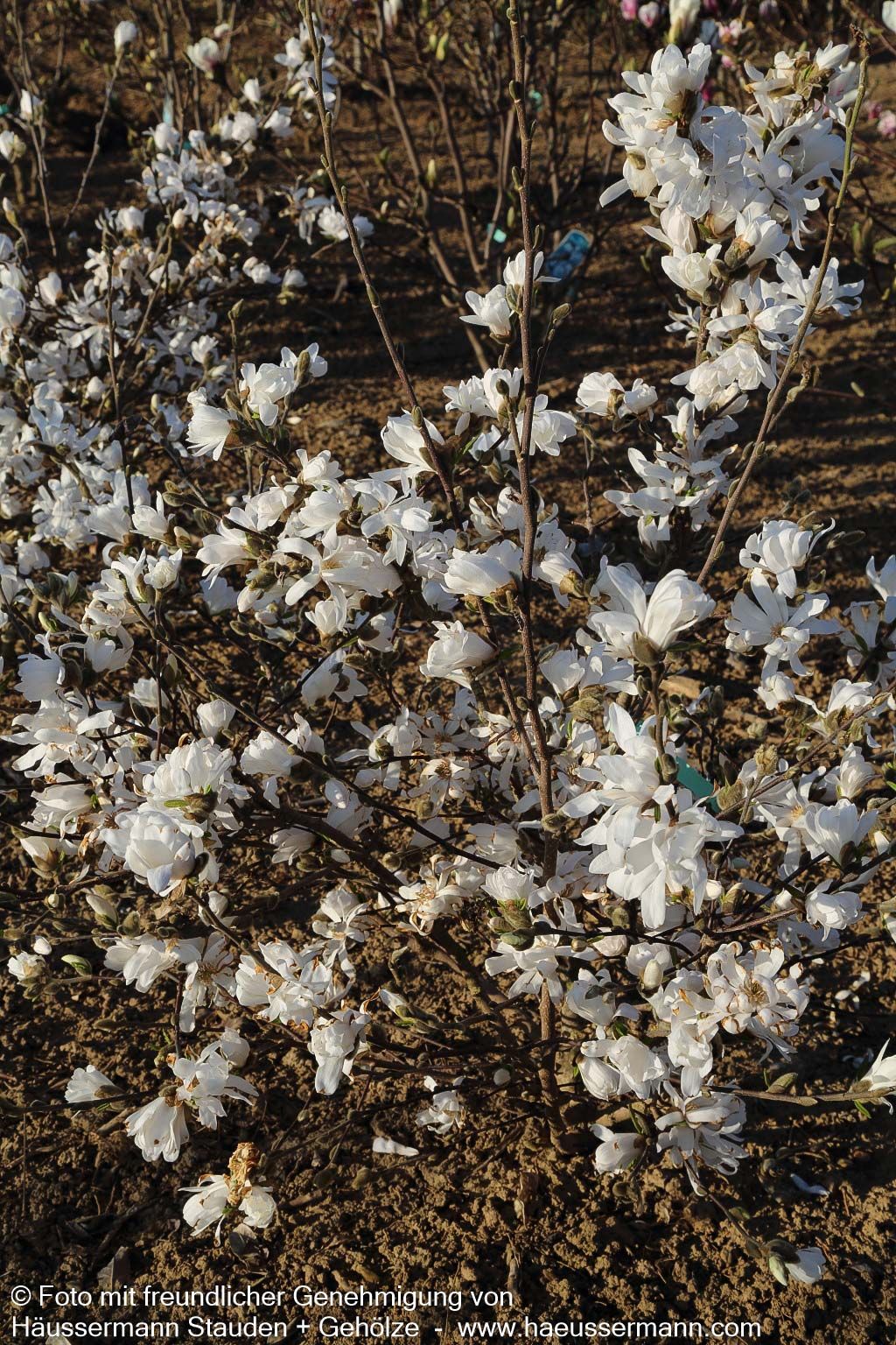 Stern-Magnolie (Magnolia stellata)