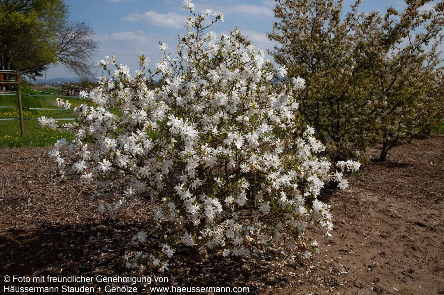 Stern-Magnolie (Magnolia stellata)