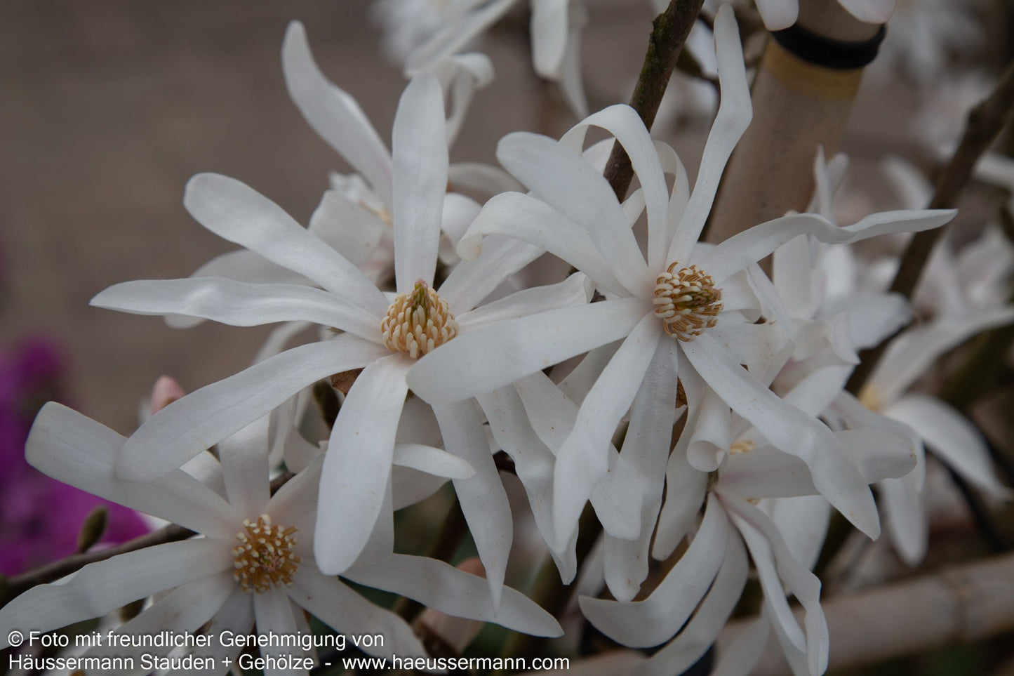 Stern-Magnolie (Magnolia stellata)