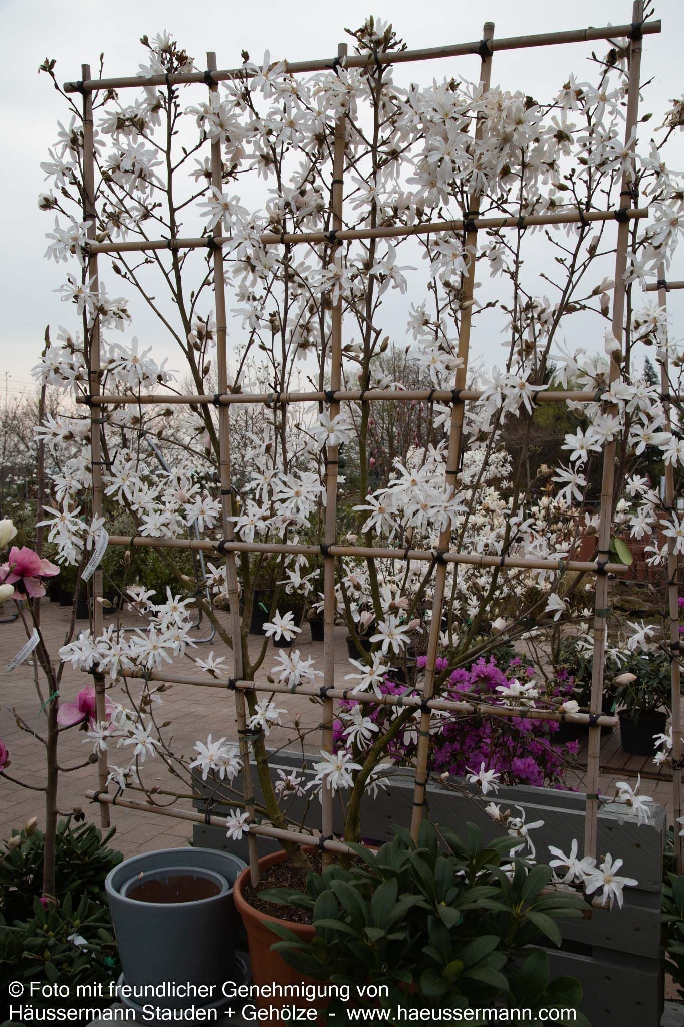 Stern-Magnolie (Magnolia stellata)
