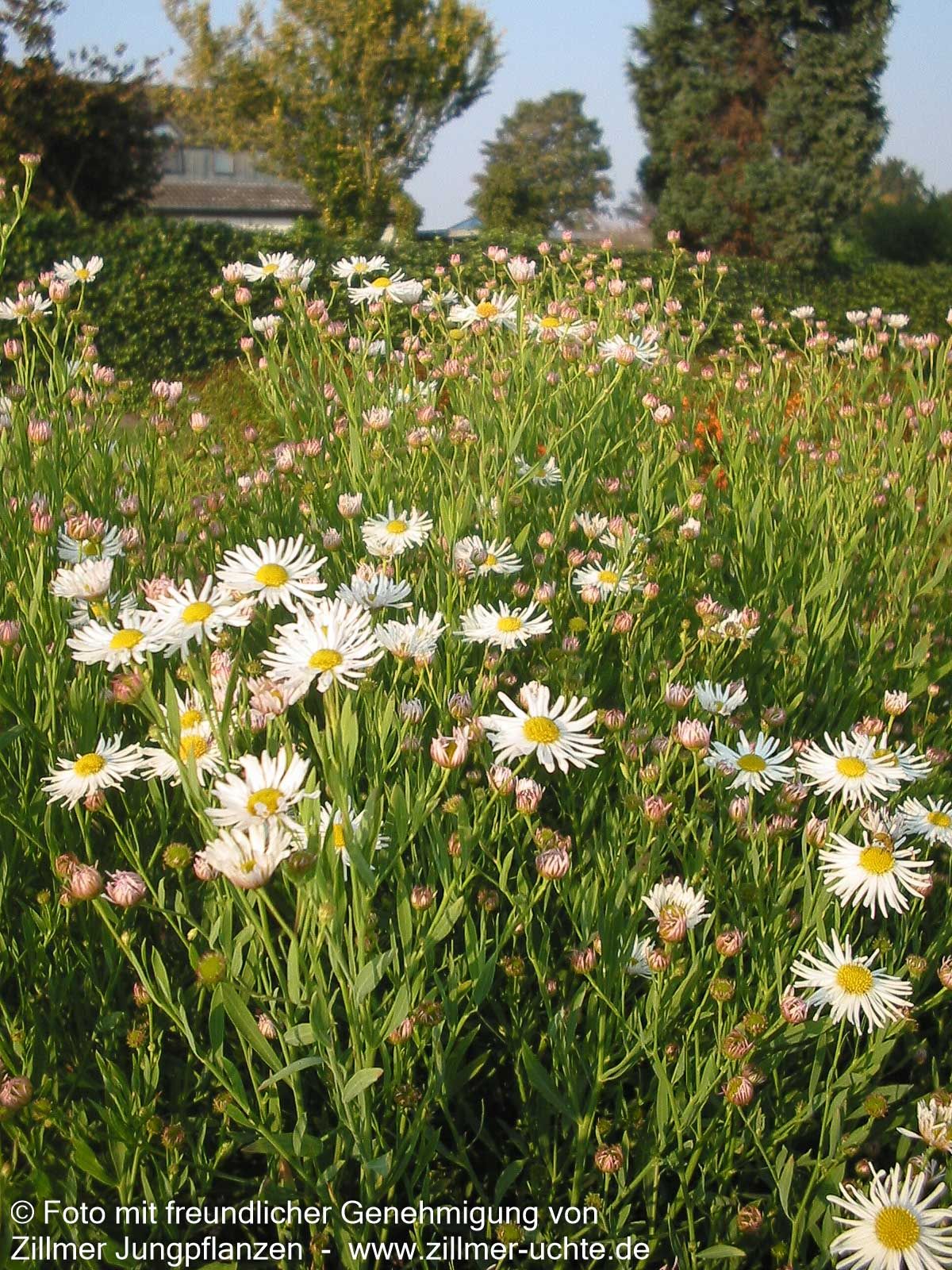 Sternwolkenaster 'Snowbank' (Boltonia asteroides)