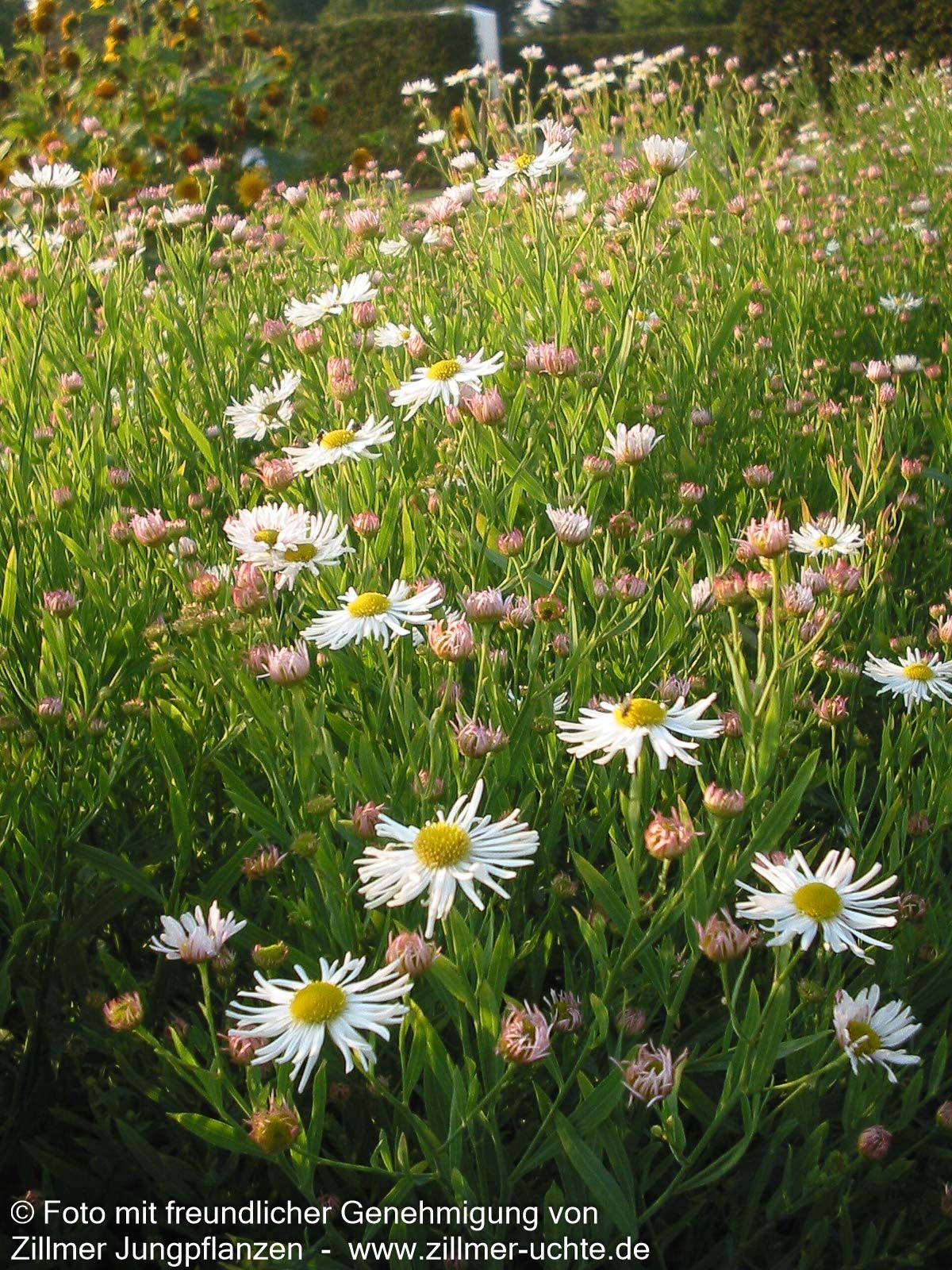 Sternwolkenaster 'Snowbank' (Boltonia asteroides)