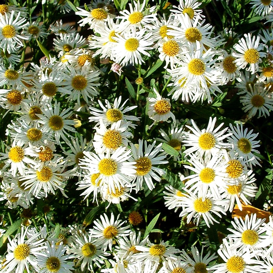 Sternwolkenaster 'Snowbank' (Boltonia asteroides)