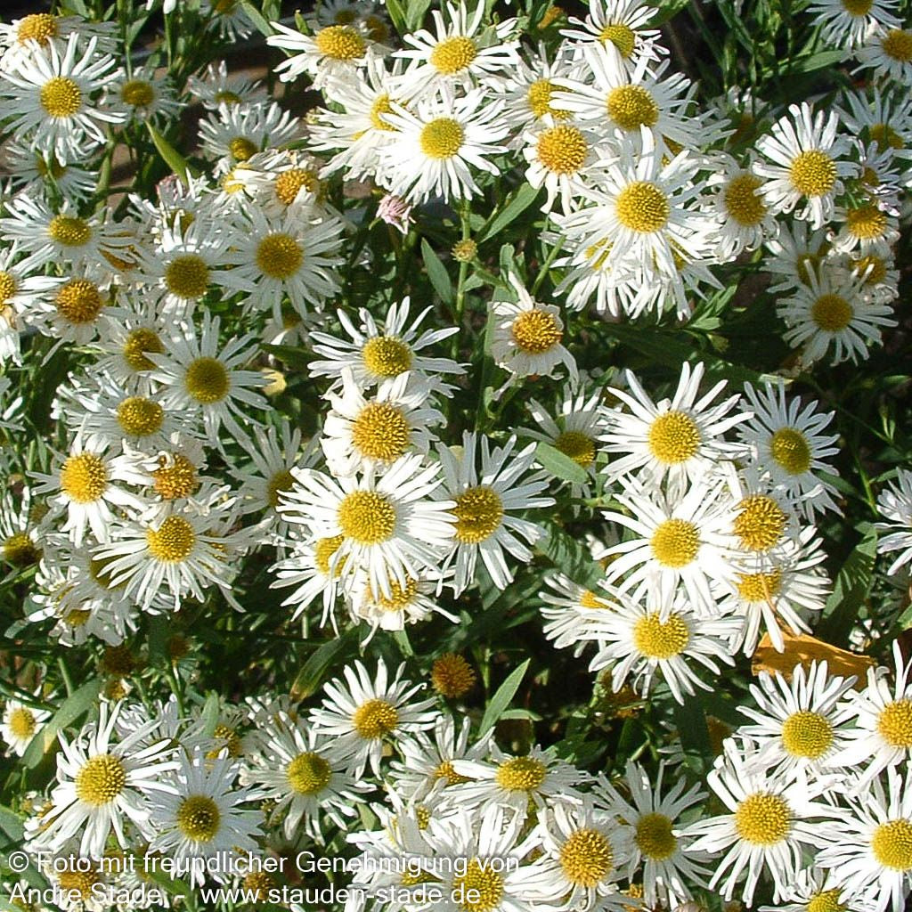 Sternwolkenaster 'Snowbank' (Boltonia asteroides)