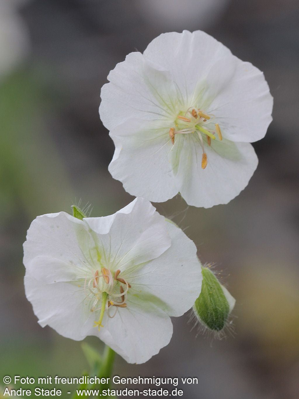 Storchschnabel 'Album' (Geranium phaeum)