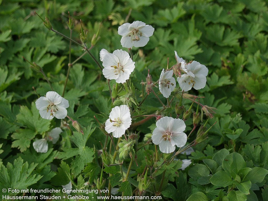 Storchschnabel 'Album' (Geranium phaeum)