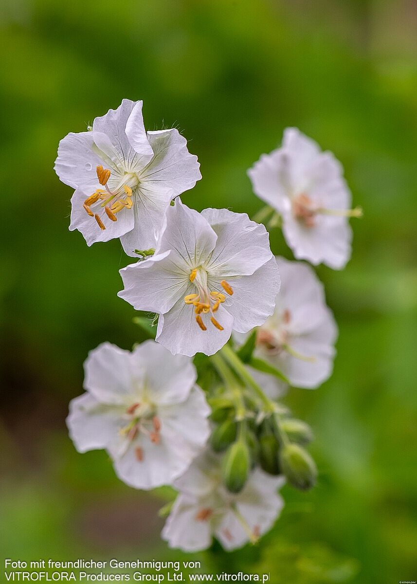 Storchschnabel 'Album' (Geranium phaeum)