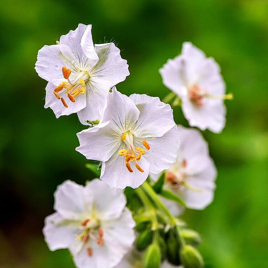 Storchschnabel 'Album' (Geranium phaeum)